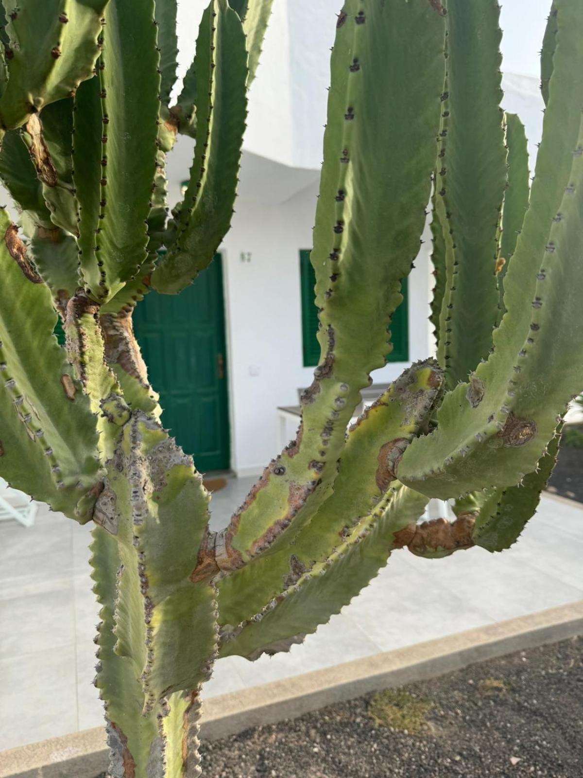 Cotillo מראה חיצוני תמונה